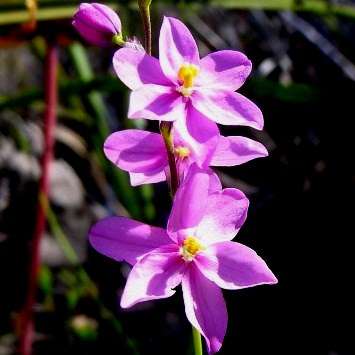 10 Ixia scillaris Seeds - Indigenous South African Bulb Seeds + FREE SEEDS with ALL orders