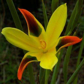 Moraea elegans Seeds - Indigenous South African Seeds - Perennial Bulb