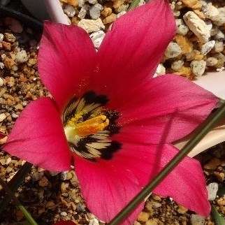 Romulea amoena Seeds - Indigenous South African Bulbs Seeds For Sale From South Africa