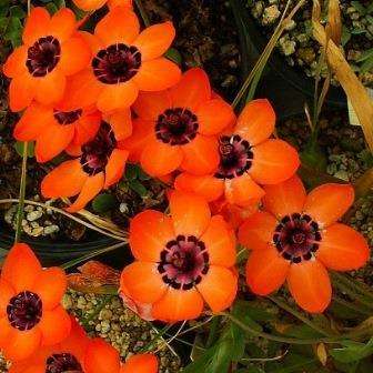 Sparaxis elegans Seeds - Indigenous South African Bulb Seeds To Buy In South Africa