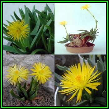 Bergeranthus scapiger Seeds - Indigenous South African Succulent Mesemb - NEW