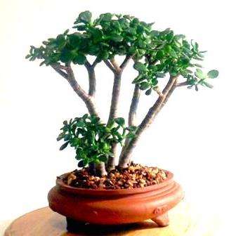 JADE TREE - Crassula ovata Bonsai Seeds - Indigenous South African Succulent