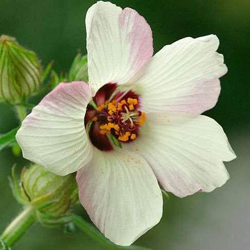 10 Hibiscus trionum Seeds - Bladder Hibiscus - Indigenous South African Annual Seeds
