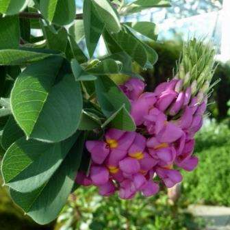 Hypocalyptus sophoroides Seeds - Indigenous South African Native Flowering Shrub - Flat Ship Rate
