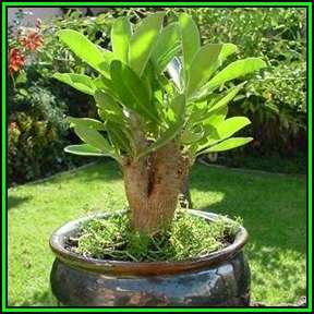 Cyphostemma bainesii - 10 Seed Pack - African Tree Grape - Indigenous Succulent Caudiciform - NEW