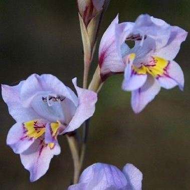 5 Gladiolus martleyi Seeds - Endemic South African Indigenous Perennial Bulb - International Ship