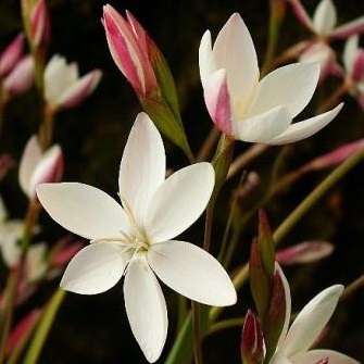 Hesperantha cucullata Seeds - Indigenous - Buy Seeds for South African Bulbs - Worldwide Shipping