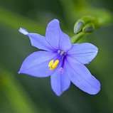 10 Aristea palustris Seeds - South African Indigenous Perennial Bulb - Flat Ship Rate