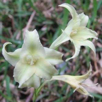 5 Gladiolus acuminatus Seeds - Indigenous South African Endemic Perennial Bulb Seeds from Africa
