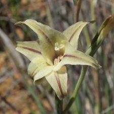 5 Gladiolus acuminatus Seeds - Indigenous South African Endemic Perennial Bulb Seeds from Africa