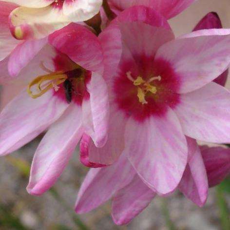10 Ixia orientalis Seeds - Indigenous South African Endemic Perennial Bulb Seeds From Africa