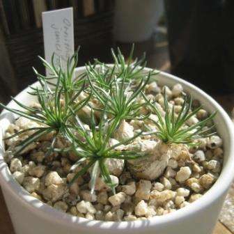 5 Ornithogalum juncifolium Seeds - Indigenous South African Perennial Bulb - Flat Ship Rate - New