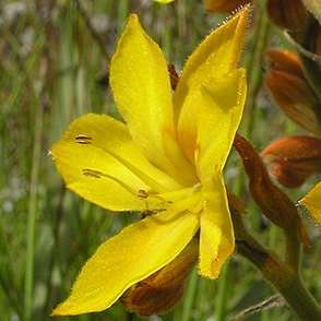 Wachendorfia paniculata Seeds - Indigenous South African Endemic Perennial Bulb