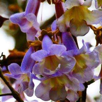 20 Paulownia tomentosa Seeds - Royal Paulownia, Empress Tree - Exotic Fast Growing