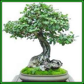 Carob - Ceratonia siliqua Bonsai Tree Seeds - Chocolate Substitute - Edible