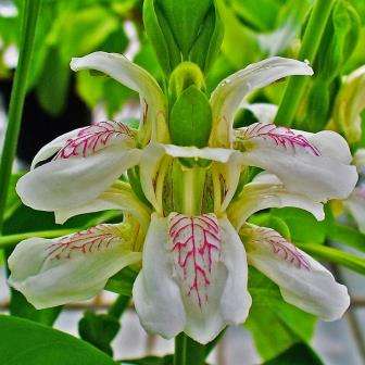 10 Justicia adhatoda - Malabar Nut - Medicinal Shrub - Exotic