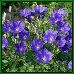 Campanula carpatica - Carpathian Bellflower Seeds - Exotic Perennial - Groundcover - New