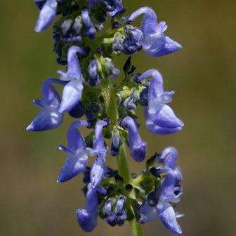 Plectranthus hereroensis Seeds - Indigenous South African Shrub Seeds from Africa + Free Seeds