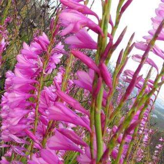 Watsonia paucifolia Seeds - Indigenous South African Endemic Perennial Bulb Seeds from Africa