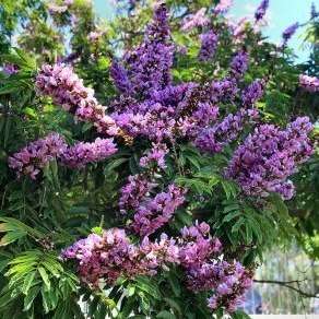 10 Millettia grandis Seeds - Umzimbeet - Indigenous Endemic Flowering Tree - Arrow Poison