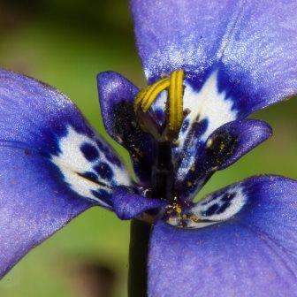 5 Herbertia lahue Seeds - South African Exotic Perennial Flowering Bulb - Combined Shipping