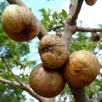 Vangueria infausta Seeds - Indigenous Edible Fruit Tree Shrub Seeds from Africa