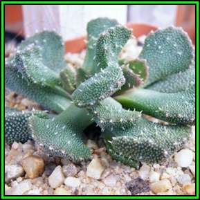 Aloinopsis setifera - 50 Seed Bulk Pack - Indigenous Succulent Mesemb - Worldwide Shipping, NEW