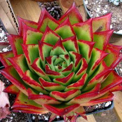 Echeveria agavoides 'Lipstick' Seeds - Buy Succulent Seeds From Africa