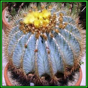 Ferocactus glaucescens Seeds - Blue Barrel Cactus - Exotic Succulent, Combined Ship -Verified- NEW