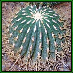 Ferocactus histrix - 20 Seed Pack - Electrode Cactus - Exotic Succulent -Verified Seller- NEW