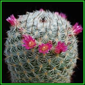Mammillaria elegans Seeds - Verified Seller - Exotic Succulent Cactus - NEW