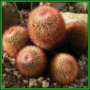 Mammillaria rhodantha var. rubrum Seeds - Verified Seller - Exotic Succulent Cactus - NEW