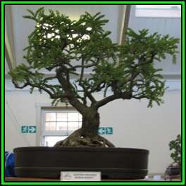 Schotia afra Bonsai - 10 Seed Pack - Indigenous Karoo Boer-Bean, Karoo Huilboerboon - New