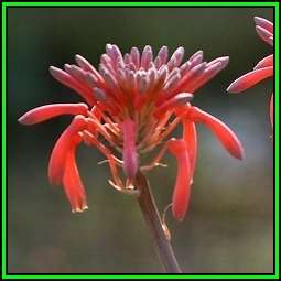 Aloe branddraaiensis Seeds - Indigenous Succulent - Worldwide Shipping - NEW