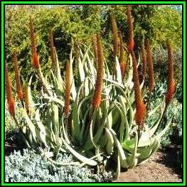 Aloe elegans - 10 Seed Pack - Beautiful Exotic Succulent - Worldwide Shipping, NEW