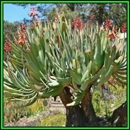 Aloe plicatilis Seeds - Fan Aloe - Indigenous Succulent - Worldwide Shipping - NEW