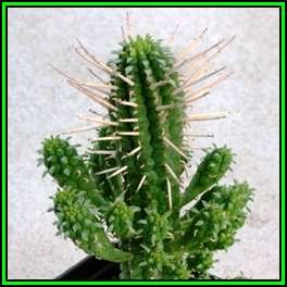 Euphorbia mammillaris - 10 Seed Pack - Indigenous South African Succulent - NEW