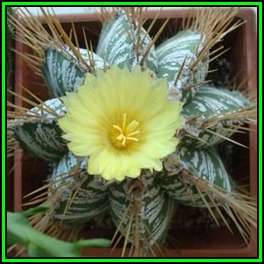 Astrophytum ornatum Seeds - Verified Seller - Exotic Succulent Cactus - NEW