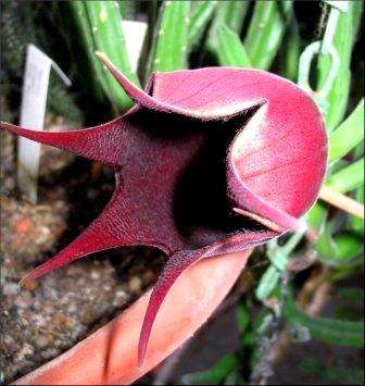 Stapelia leendertziae (Carion Flower) Seeds