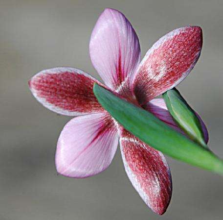 Hesperantha humilis Seeds - Indigenous Bulbs Seeds