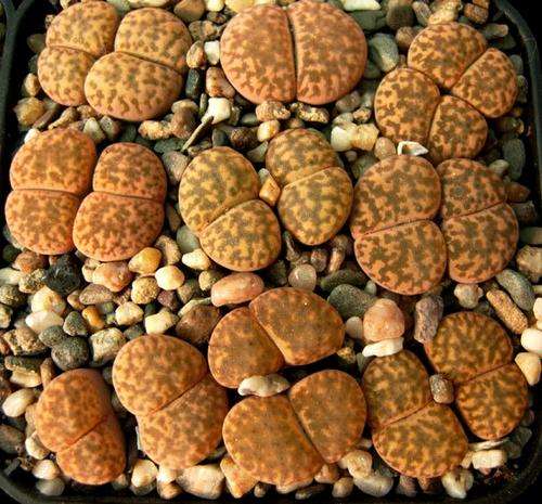Lithops bromfieldii var glaudinae Seeds - Indigenous Succulents
