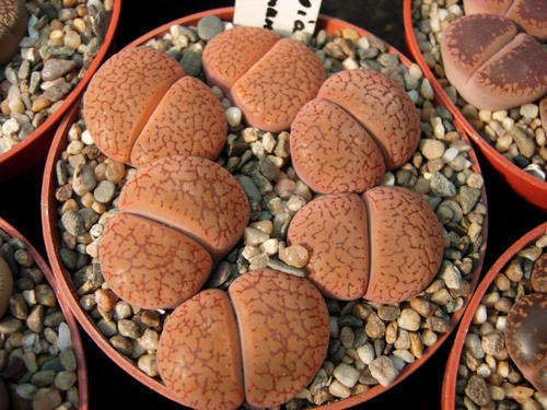 Lithops aucampiae ssp aucampiae var koelemanii Seeds - Indigenous Succulents