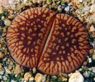 10 Lithops aucampiae ssp. euniceae Seeds - Indigenous Succulents