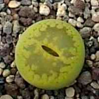 20 Lithops aucampiae ssp aucamp var aucamp "jackson's jade" Seeds Stoneplants Indigenous Succulents