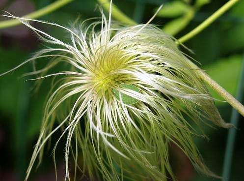 10 Clematis tangutica Seeds ~ RADAR LOVE CLEMATIS SEEDS - Climber