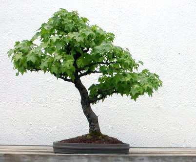 Liquidambar styraciflua Bonsai Tree Seeds ~ American Sweetgum, Redgum