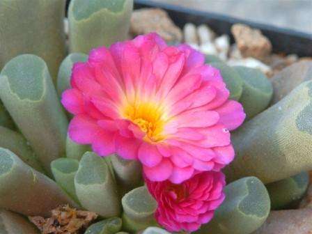 Frithia pulchra Seeds ~ Window Plants, Fairy Elephant's Feet - Indigenous Succulents