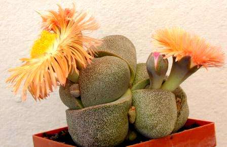 Pleiospilos Mixed Species Seeds ~ Split Rock