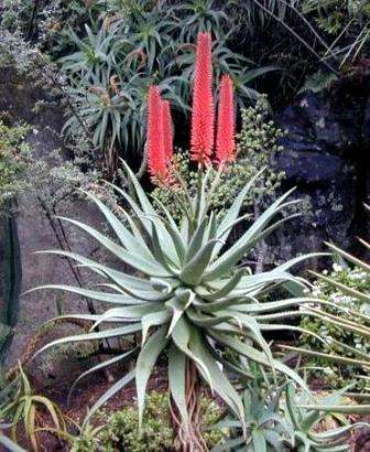 Aloe candelabrum Seeds ~ Indigenous Succulents