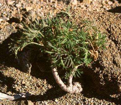 Pelargonium aridum Seeds - Indigenous South African Seeds from Africa - Worldwide Shipping
